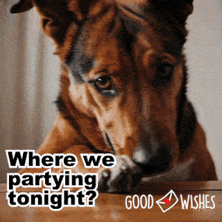 where are we partying tonight?