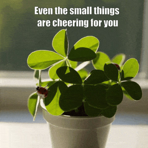 Good luck animated gif blowing a flower seeds