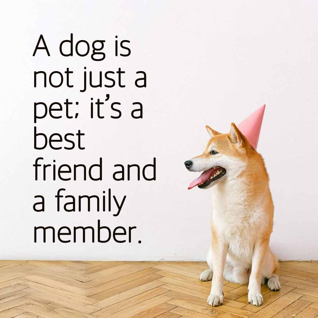 A dog is not just a pet; it’s a best friend and a family member.