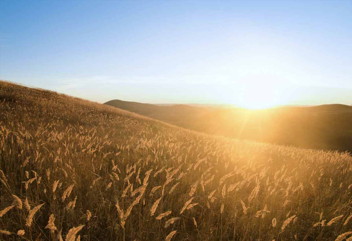 Morning open field scene