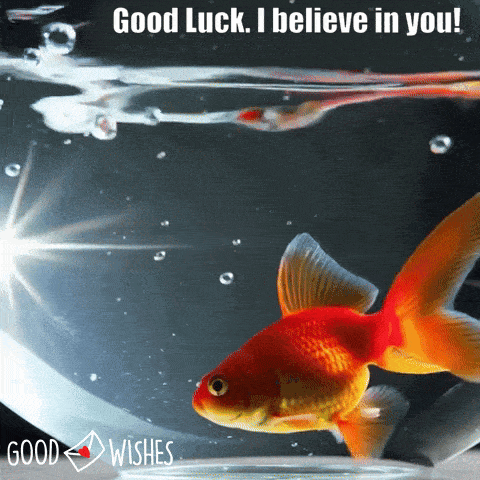 Good-Luck-Gold-Fish Goldfish - animated good luck gif