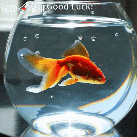 Good-Luck-Gold-Fish2 Goldfish thumbs up - animated good luck gif