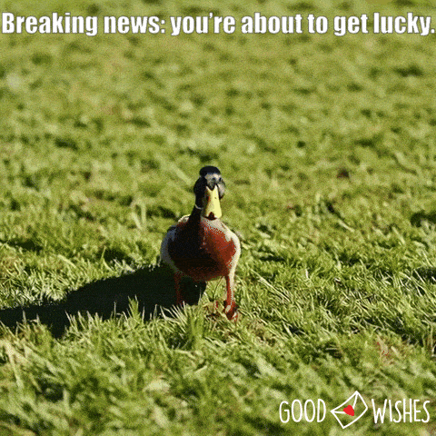 about-to-get-lucky duck approached with good news - animated good luck gif