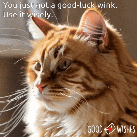 cat-wink-good-luck-1 cat wink for good luck