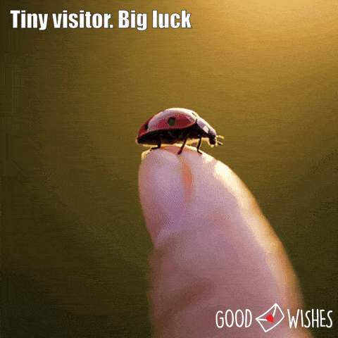 good-luck-ladybug lady bug lands on hand - animated good luck gif