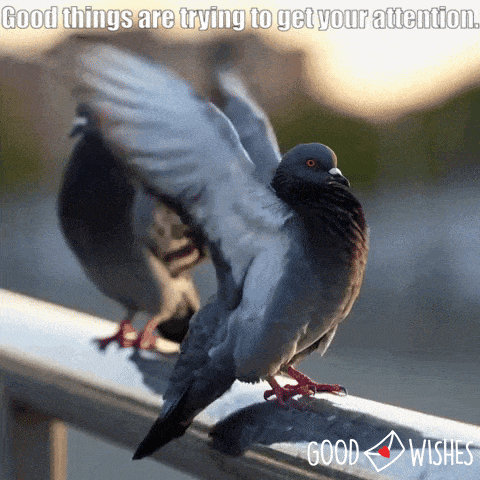 good-things-attention bird calls for attention - animated good luck gif
